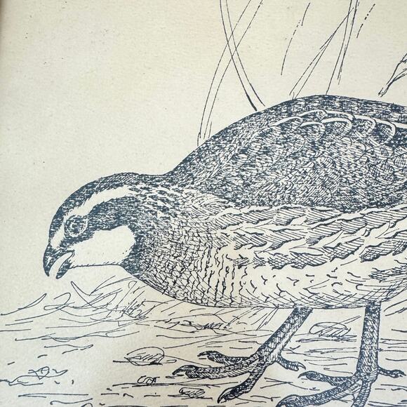 Richard A Parks Framed Bird Quail Illustratiion Illustrated Signed By Artist - Picture 3 of 7